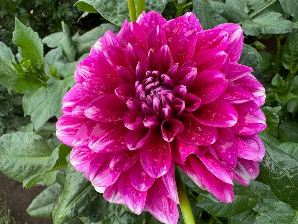 Dahlia 'Patches' 02.jpeg