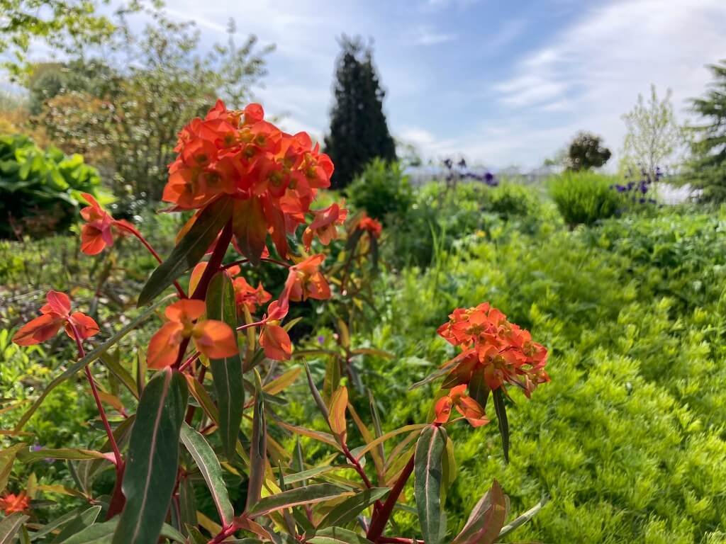 Euphorbia griffithii 'Fireglow' 10.jpeg