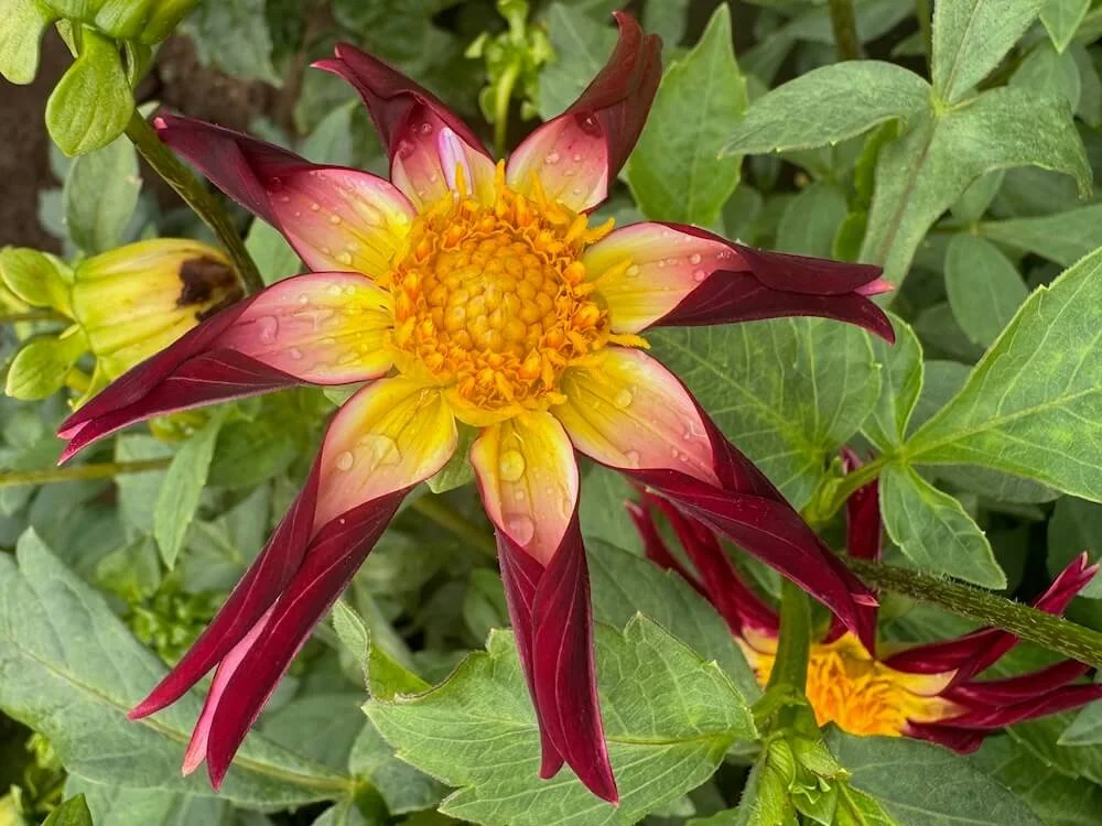 Dahlia 'Tahoma Moonshot' 01.jpeg