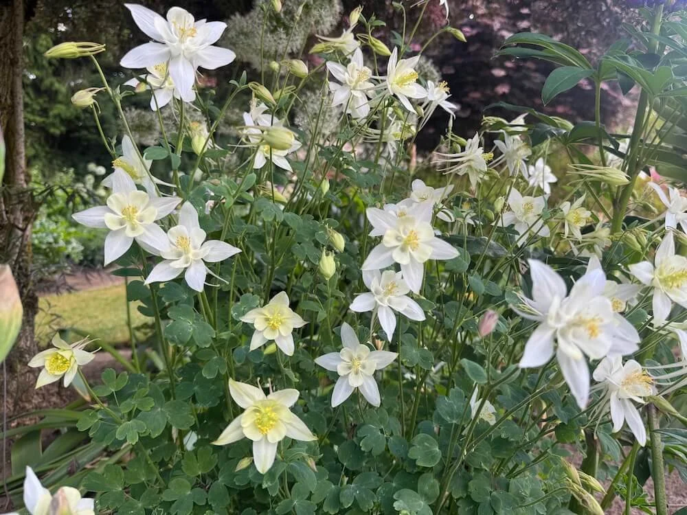Aquilegia caerulea 'Crystal Star' 03.jpeg