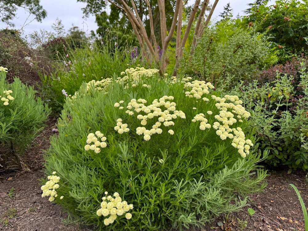 Santolina chamaecyparissus 'Lemon Queen' 02.jpg