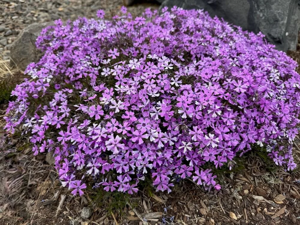 Phlox subulata 'Purple Beauty' 04.jpeg