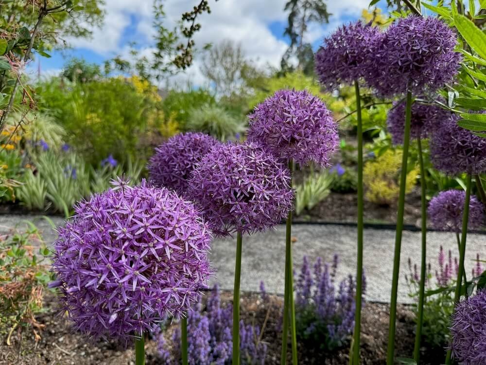 Allium 'Purple Rain' 03.jpeg