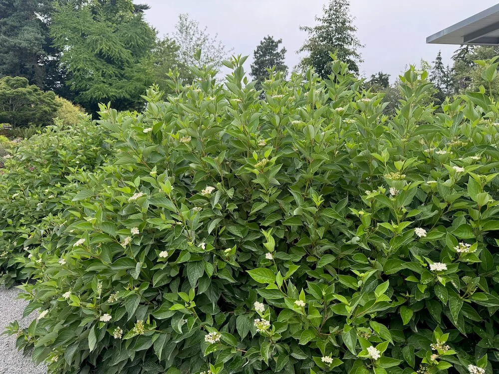 Cornus sericea 'Isanti' 03.jpeg