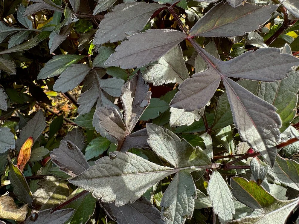 Dahlia 'Happy Single Flame' 05.jpeg