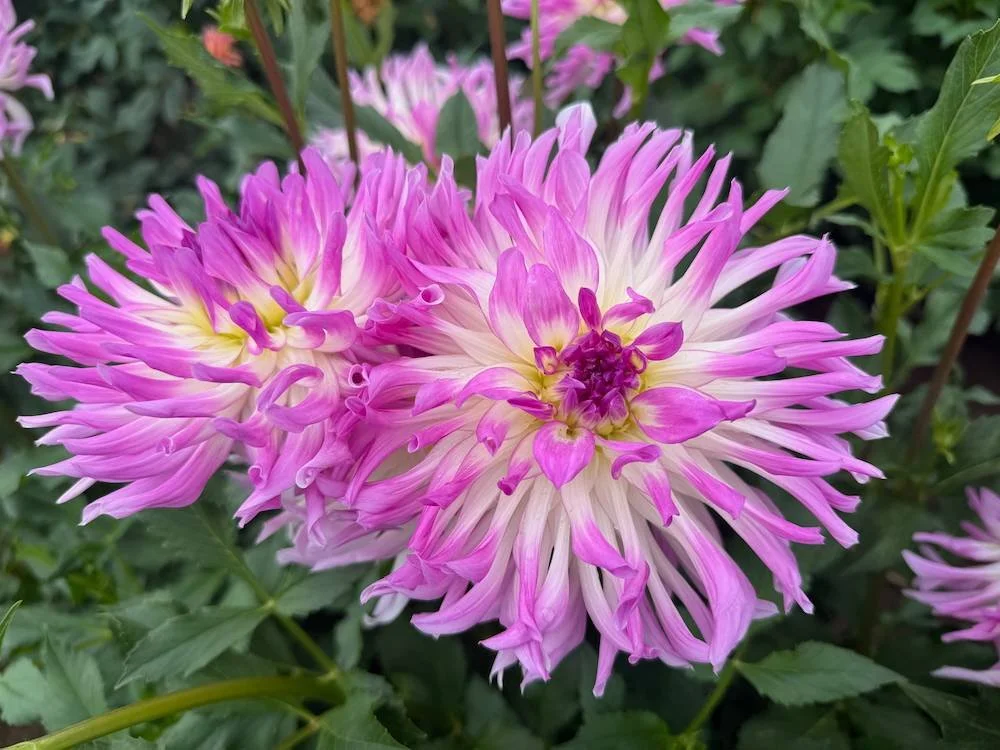 Dahlia 'Bold Accent' 03.jpeg