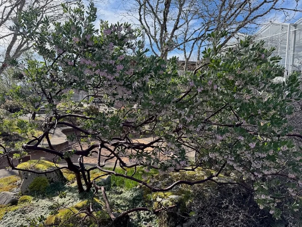 Arctostaphylos densiflorus 'Sentinel' 03.jpeg