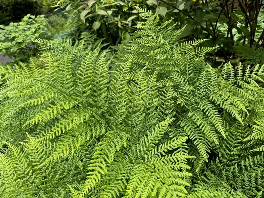 Dryopteris dilatata 'Recurvata' 06.jpeg