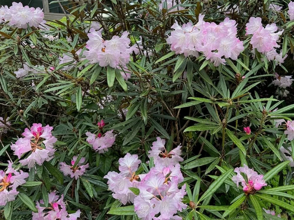 Rhododendron degronianum 03.jpeg