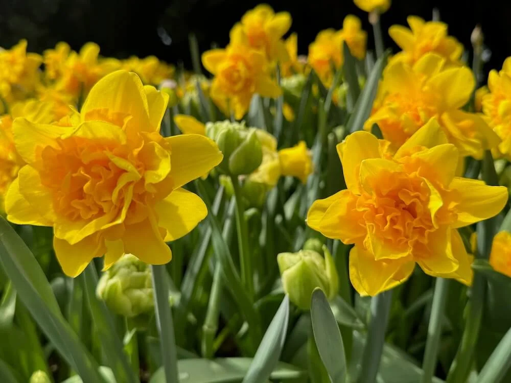Narcissus 'Queen's Crown' | Queen's Crown Daffodil