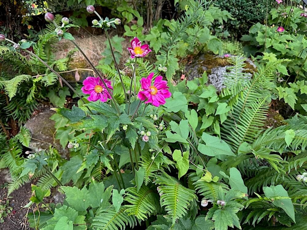 Anemone hupehensis var. japonica 'Pamina' 04.jpeg