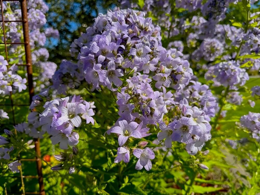 Campanula lactiflora | Milky Bellflower