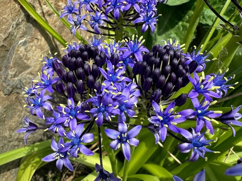 Scilla Peruviana 04.jpeg