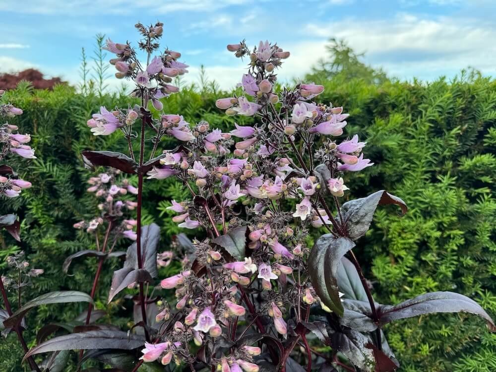 Penstemon digitalis 'Dakota Burgundy' 02.jpeg