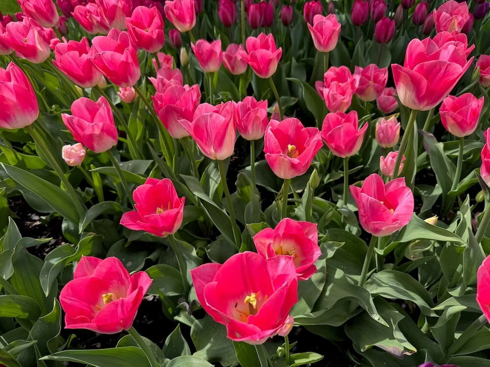 Tulipa 'Dynasty' 03.jpeg