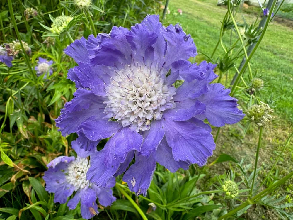 Scabiosa caucasica 'Perfection Blue' 01.jpeg