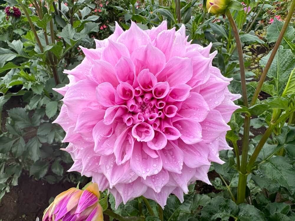Dahlia 'Vera Seyfang' 04.jpeg