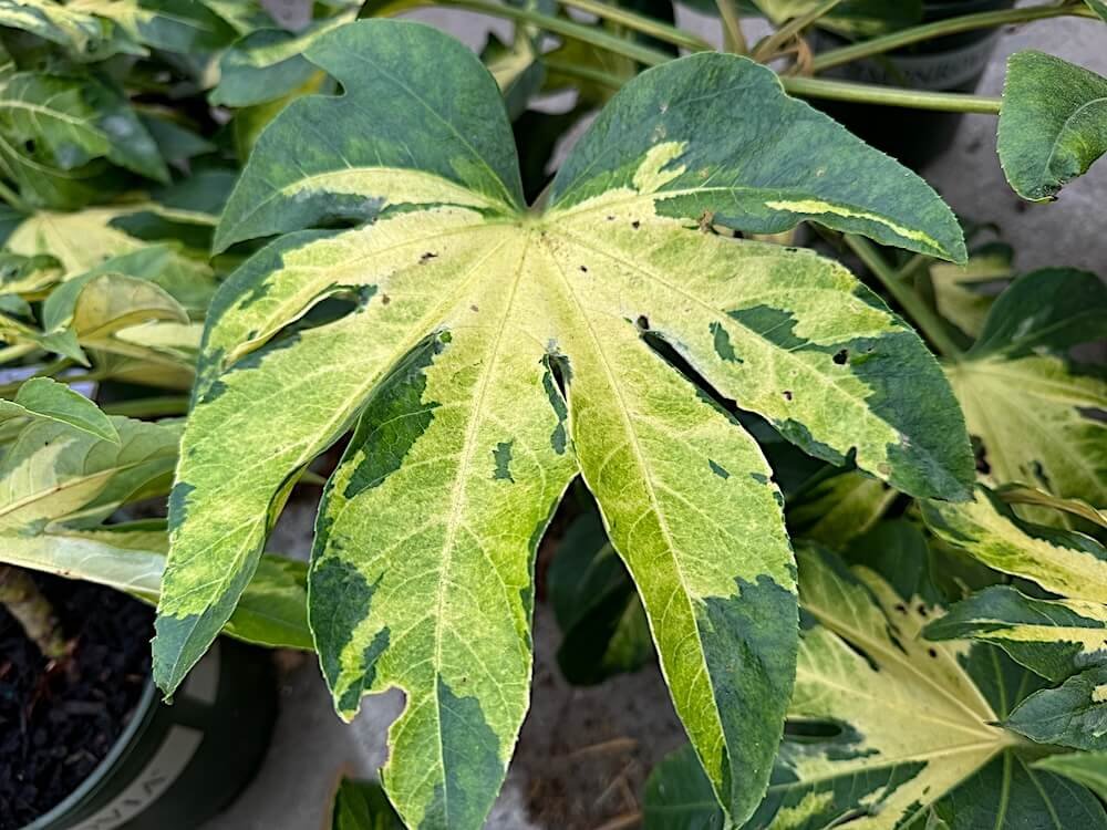 Fatsia japonica 'Variegata' 01.jpeg