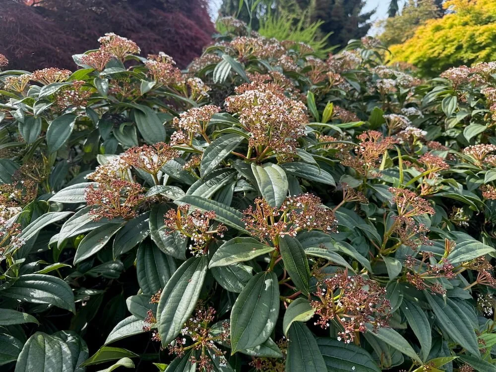 Viburnum davidii 08.jpeg