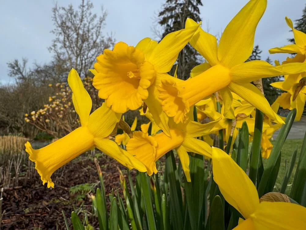 Narcissus 'February Gold' 01.jpeg