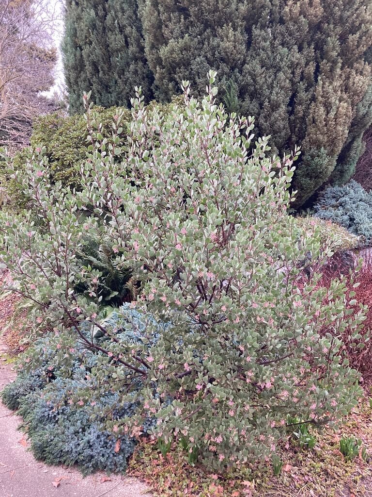 Arctostaphylos 'Red Stem' 03.jpeg
