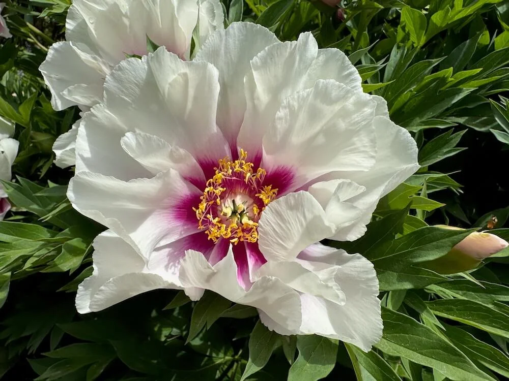 Paeonia 'Cora Louise' 04.jpeg