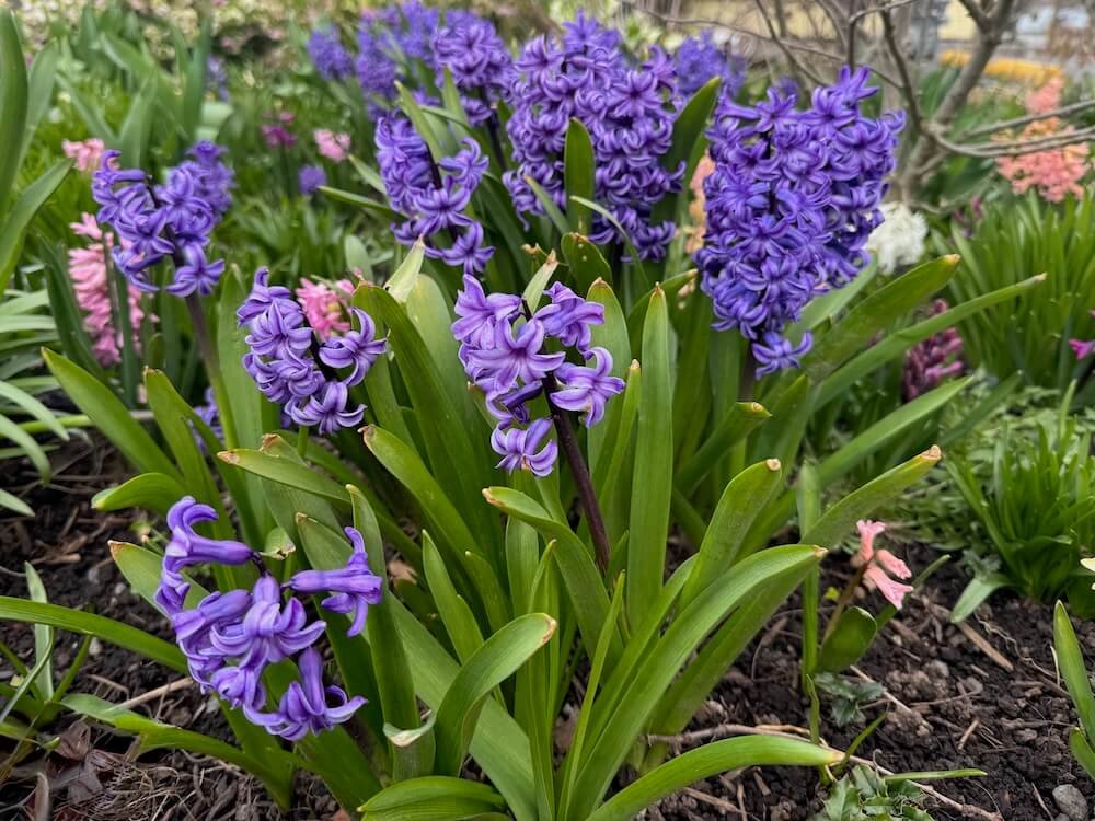 Hyacinthus orientalis 'Aida' 03.jpeg