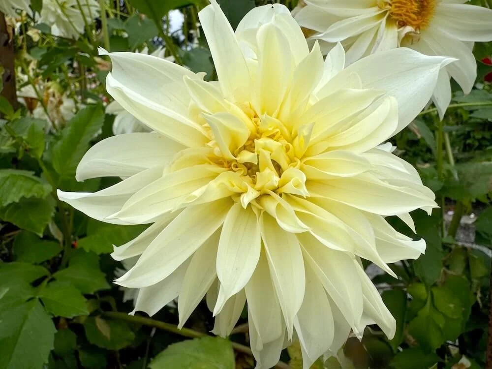 Dahlia 'AC Andromeda' 02.jpeg
