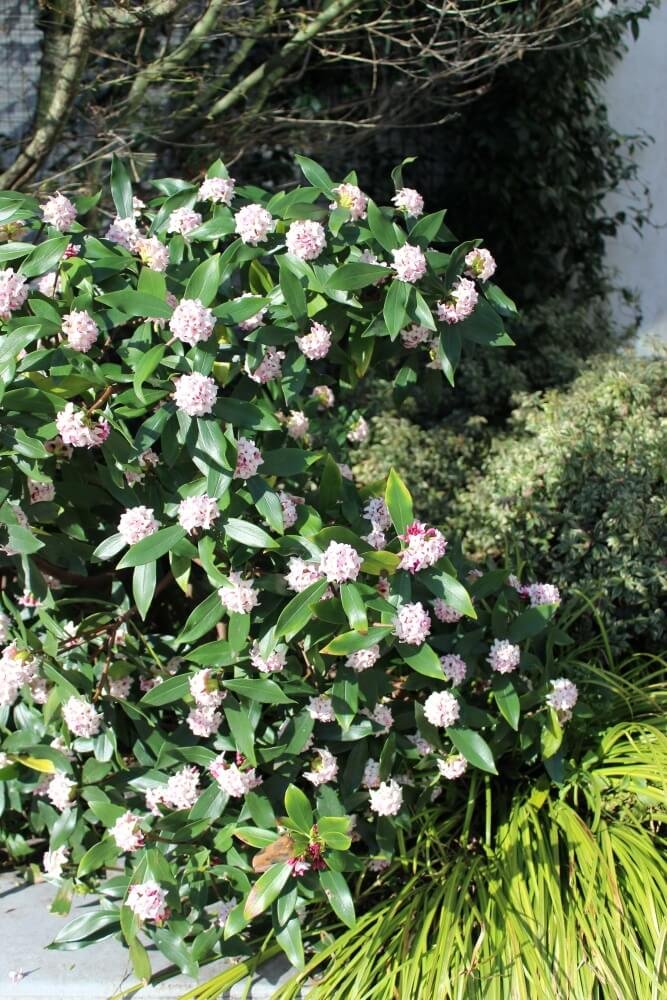 Daphne odora 05.jpg