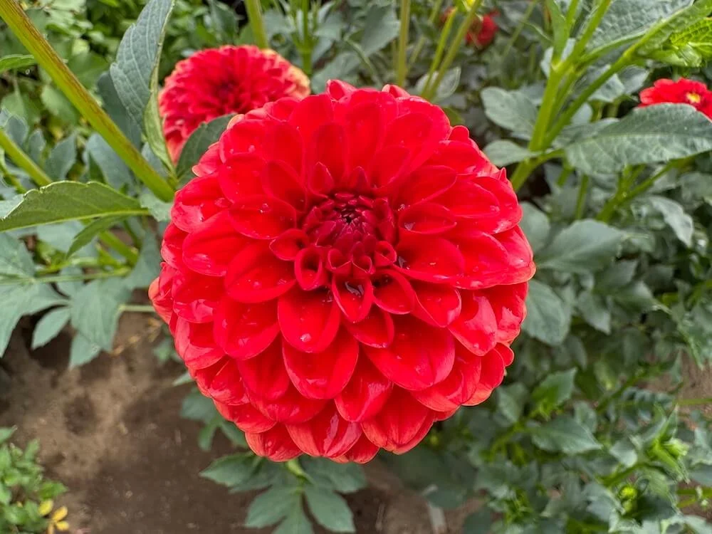 Dahlia 'Lollipop' 02.jpeg