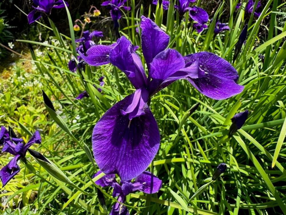 Iris chrysographes | Black Iris