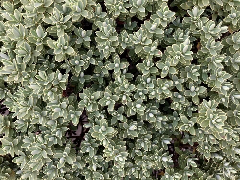 Veronica pinguifolia 02.jpg