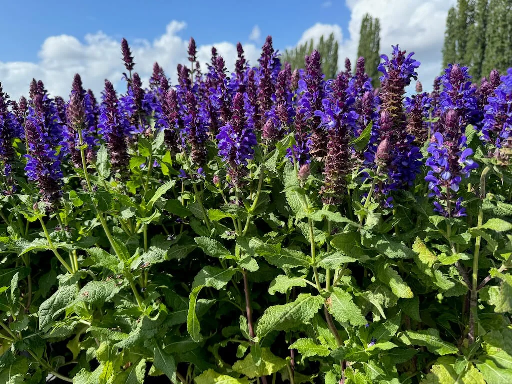 Salvia nemorosa 'Blue Marvel' 01.jpeg