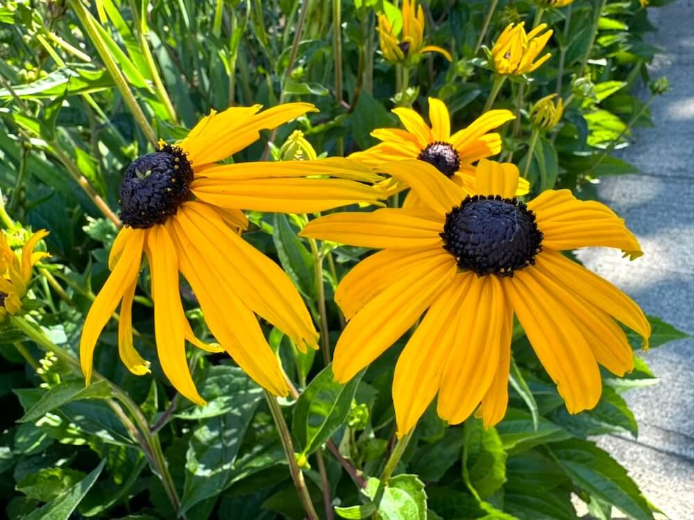 Rudbeckia fulgida var. sullivantii 'Goldsturm' 03.jpeg