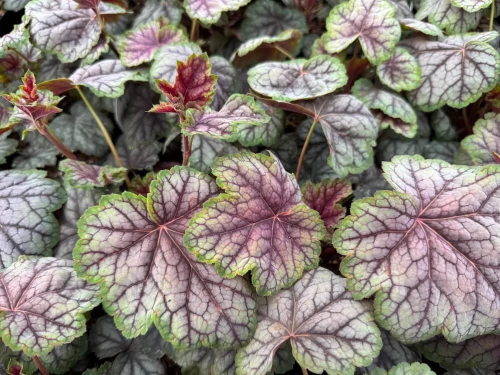 Heuchera 'Green Spice' 02.jpeg