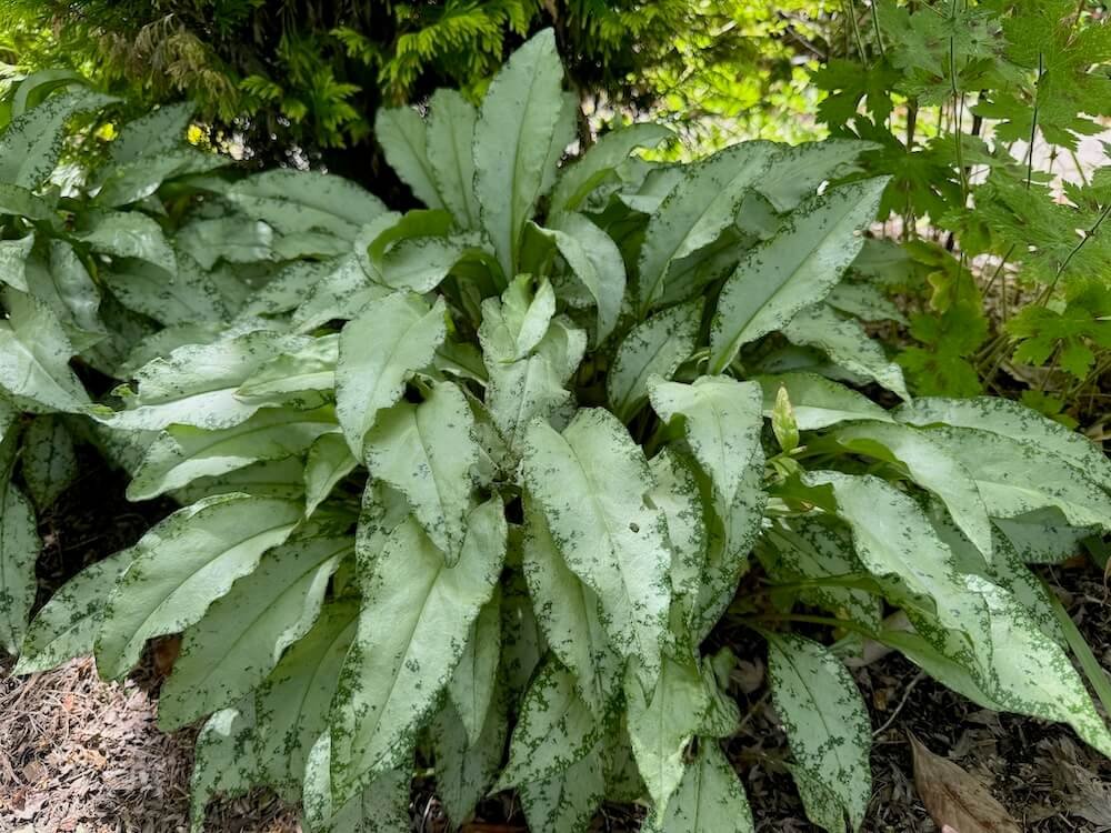 Pulmonaria saccharata 'Excalibur' 01.jpeg