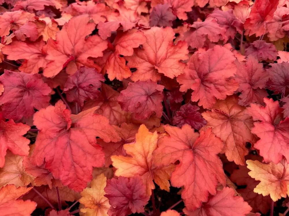 Heuchera 'Fire Alarm' | Fire Alarm Coral Bells