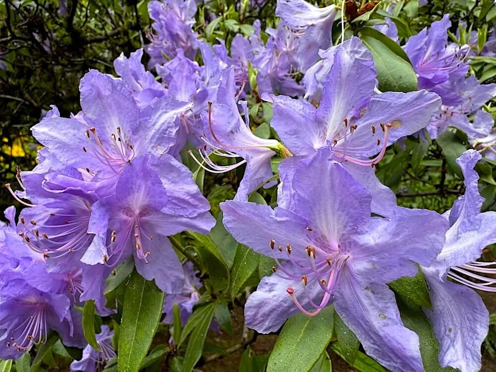 Rhododendron augustinii 04.jpeg