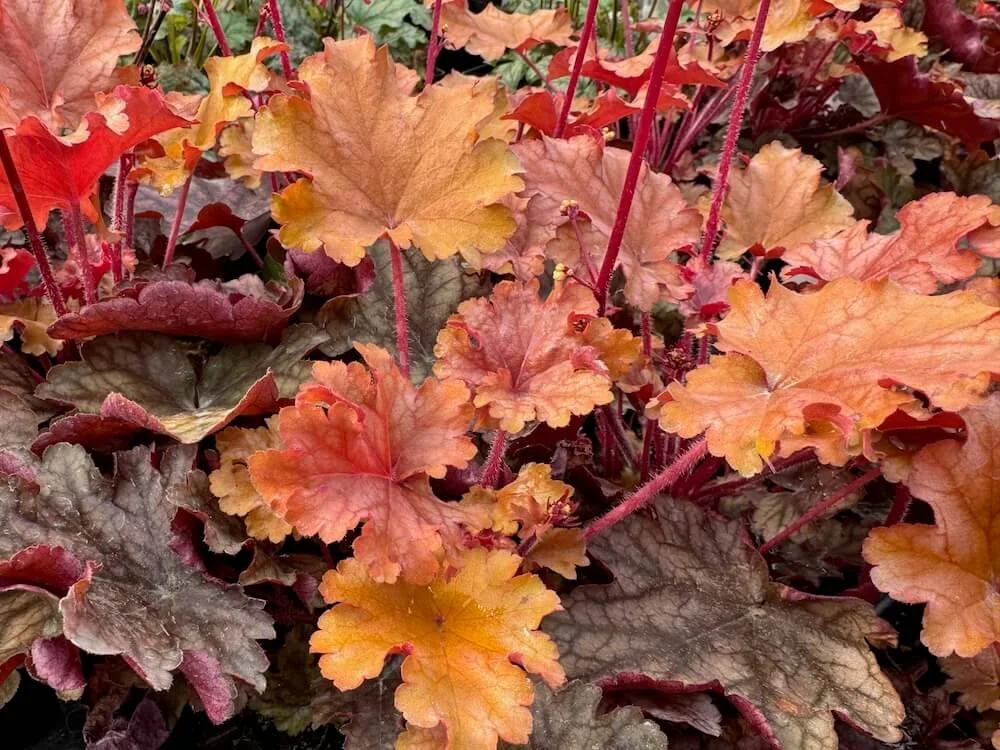 Heuchera 'Peach Flambe' 01.jpeg