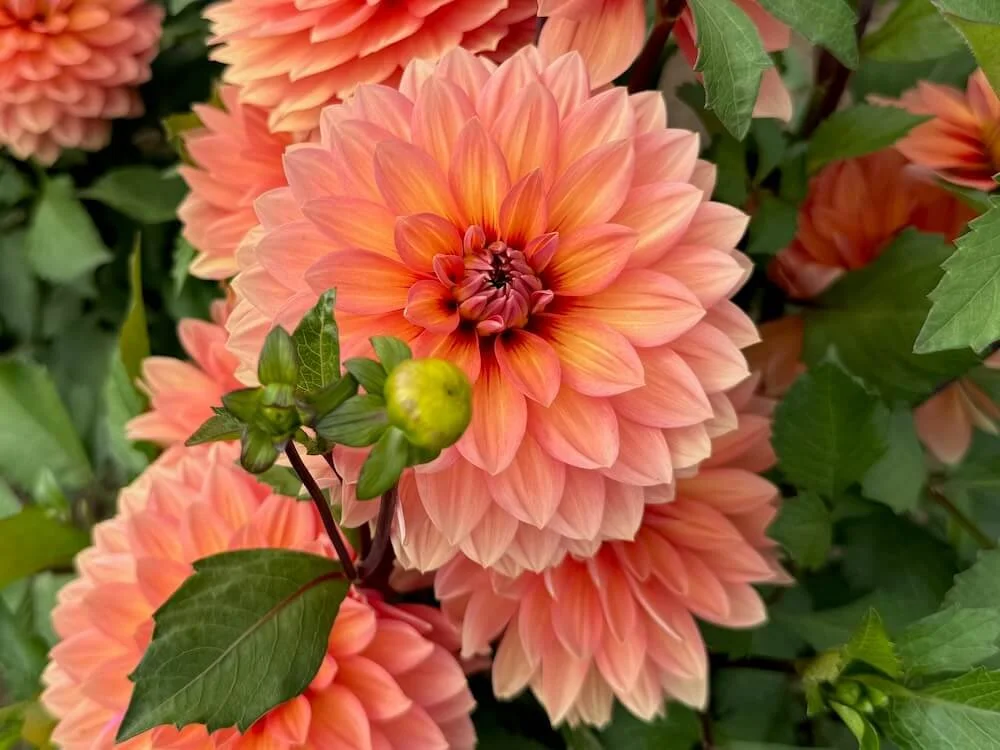 Nicholas Dahlia 09.jpeg