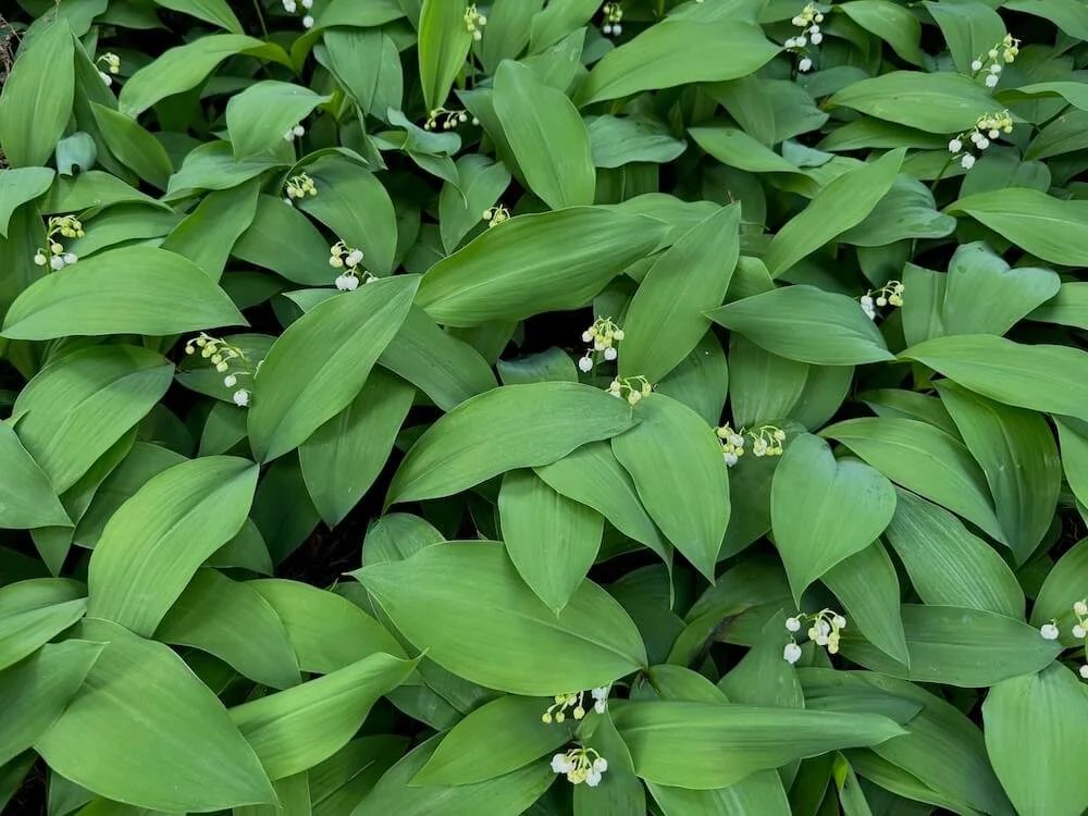 Convallaria majalis 04.jpeg