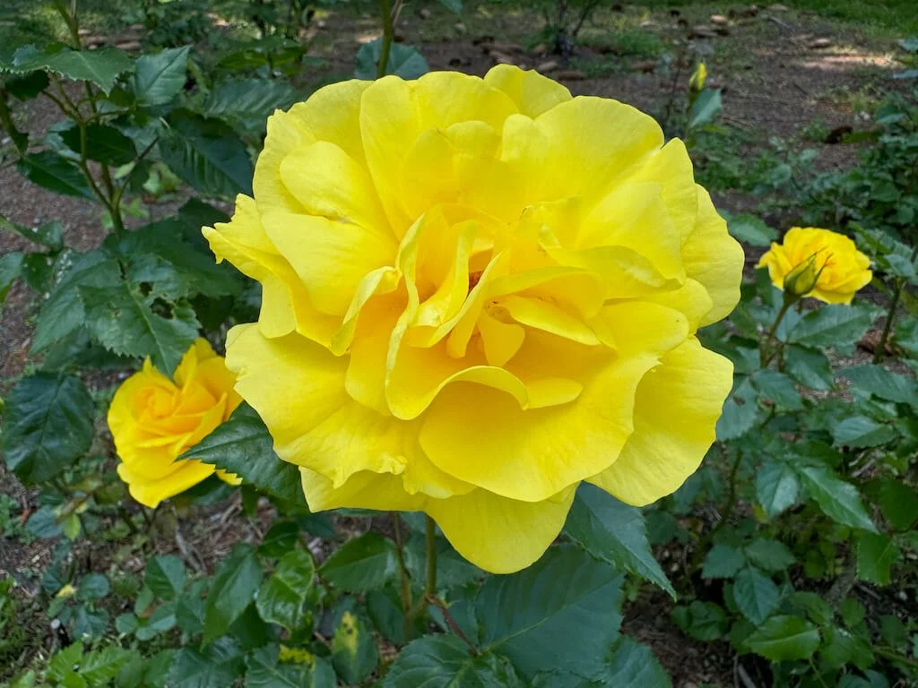 Rosa 'Sunsprite' 01.jpeg