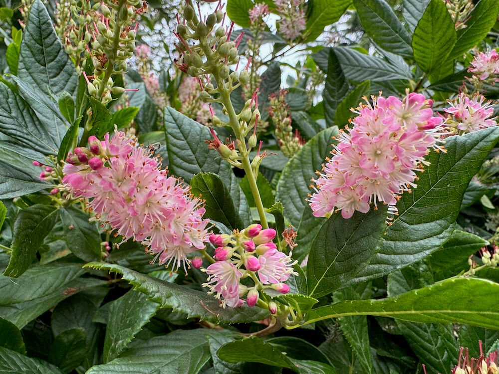 Clethra alnifolia 'Hummingbird' 06.jpeg