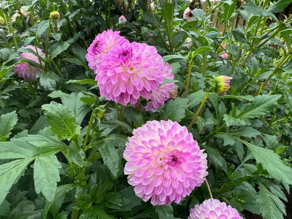 Dahlia 'Precious' 04.jpeg