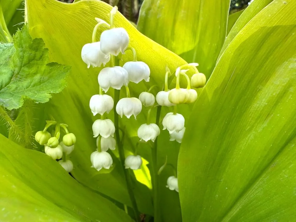 Convallaria majalis 'Golden Slippers' 03.jpeg