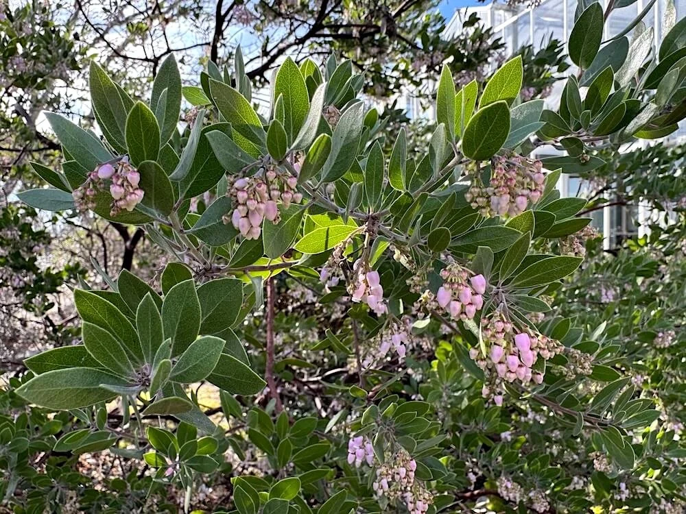 Arctostaphylos densiflorus 'Sentinel' 04.jpeg