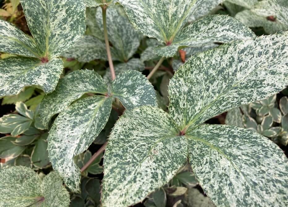 Helleborus 'Snow Fever' 02.jpeg