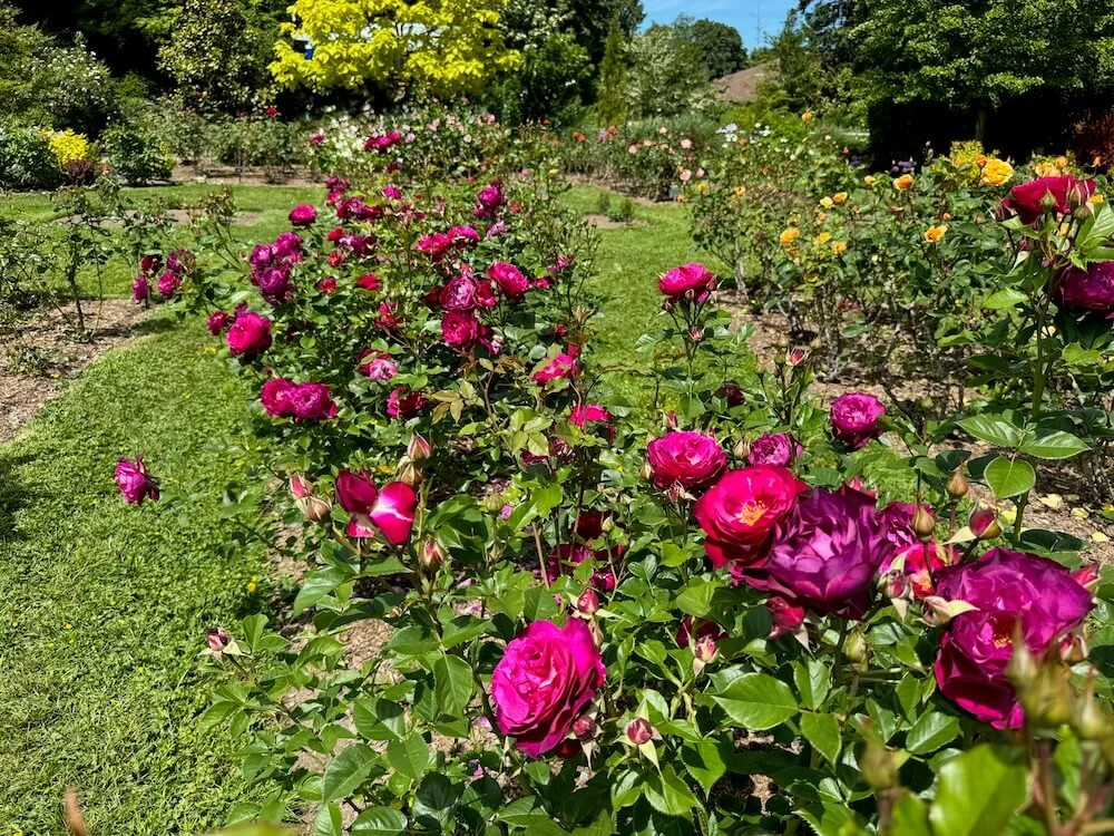 Rosa 'Wekisoblip' 03.jpeg