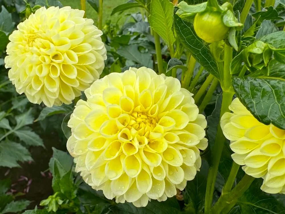 Dahlia 'Nettie' 01.jpeg