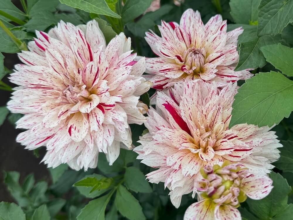 Dahlia 'Picasso' 06.jpeg